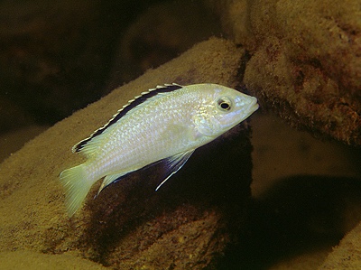 Labidochromis caeruleus 'Nkhata Bay'